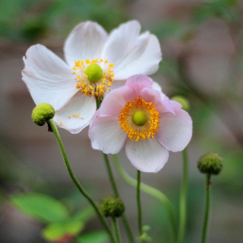 Anemone hupensis 'September Charm' ~ September Charm Anemone-ServeScape