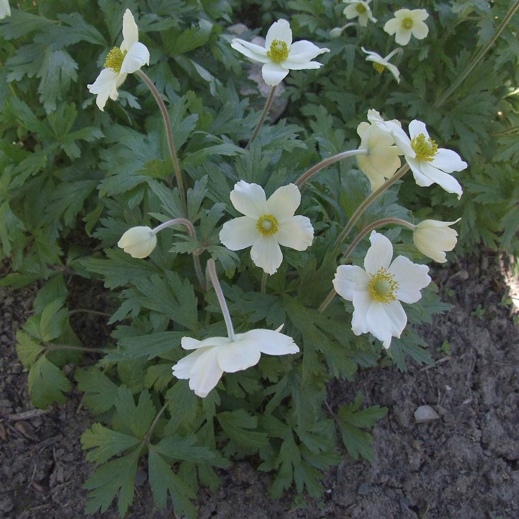 Anemone sylvestris ~ Snowdrop Anemone-ServeScape