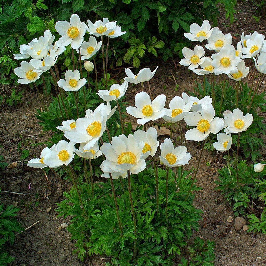 Anemone sylvestris ~ Snowdrop Anemone - Delivered By ServeScape