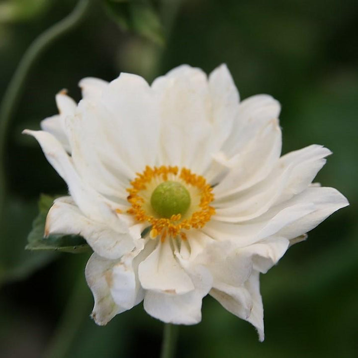 Anemone x  hybrida 'Whirlwind' ~ Whirlwind Anemone - Delivered By ServeScape