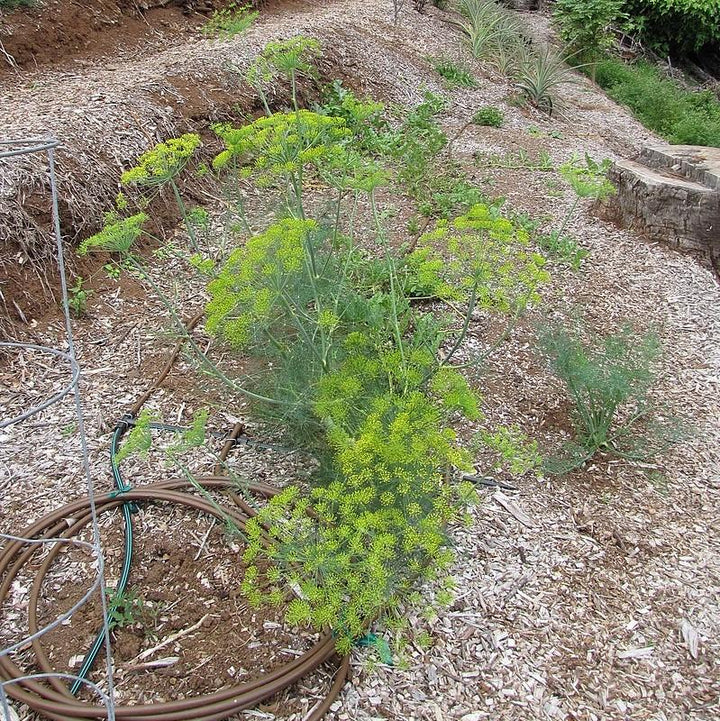Anethum graveolens ~ Dill Weed-ServeScape