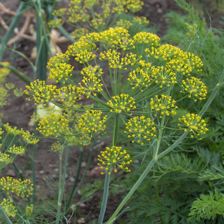 Anethum graveolens ~ Dill Weed-ServeScape