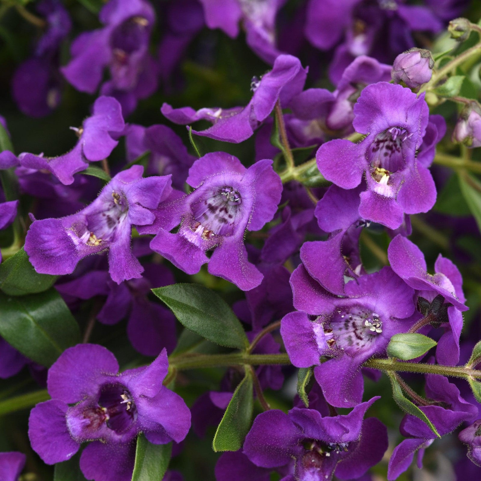 Angelonia angustifolia 'Balangsparpi' ~ AngelMist® Spreading Dark Purple Summer Snapdragon-ServeScape