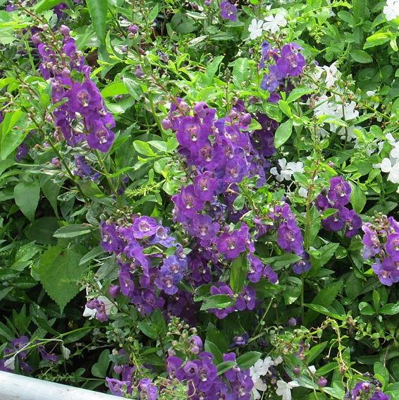 Angelonia angustifolia 'PAS1141443'' ~ Serena® Blue Summer Snapdragon-ServeScape