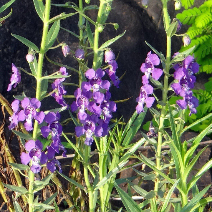 Angelonia angustifolia 'PAS1141443'' ~ Serena® Blue Summer Snapdragon-ServeScape