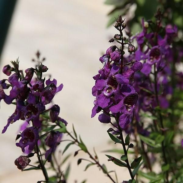 Angelonia angustifolia 'PAS1180781' ~ Serena® Purple Summer Snapdragon-ServeScape