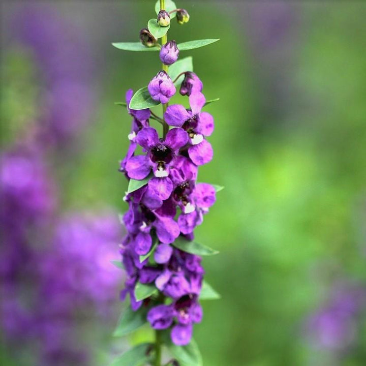 Angelonia angustifolia 'PAS1180781' ~ Serena® Purple Summer Snapdragon-ServeScape