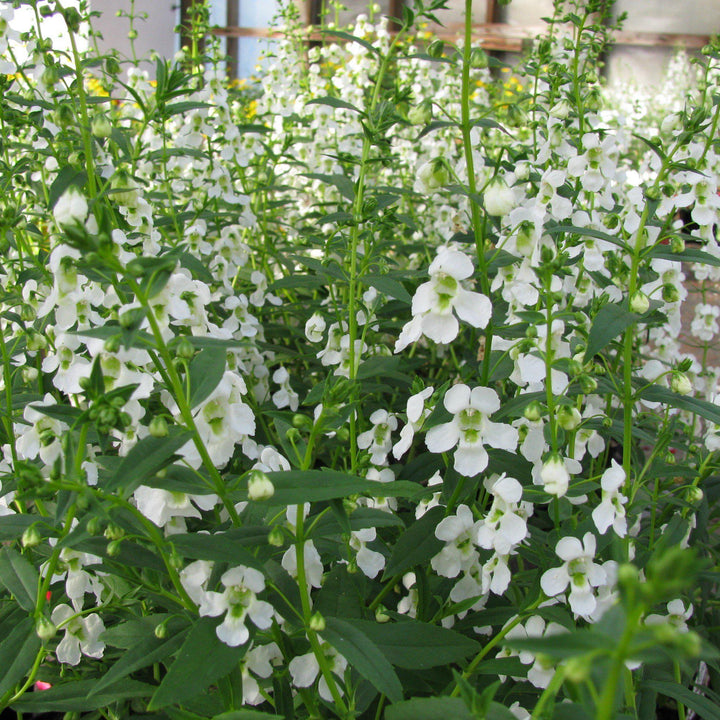 Angelonia angustifolia 'PAS1209522' ~ Serena® White Summer Snapdragon-ServeScape