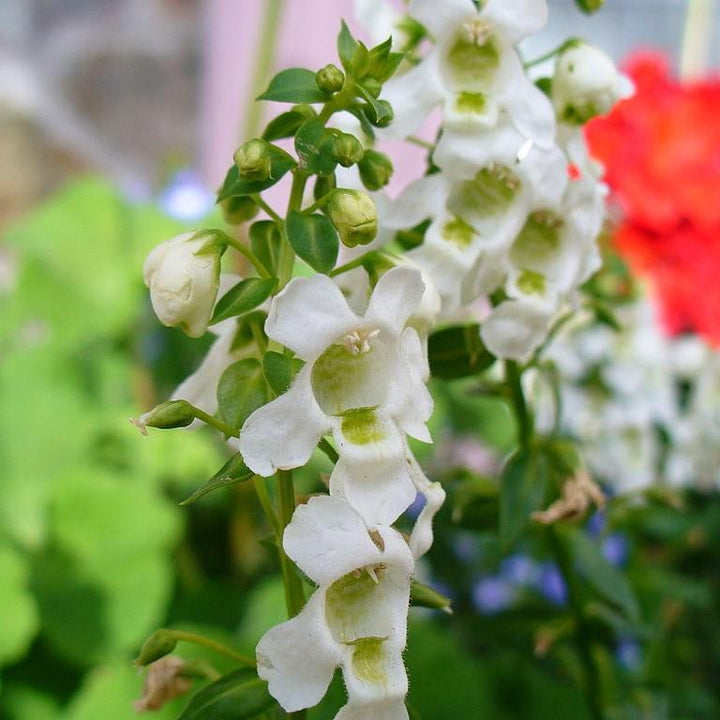Angelonia angustifolia 'PAS1209522' ~ Serena® White Summer Snapdragon-ServeScape
