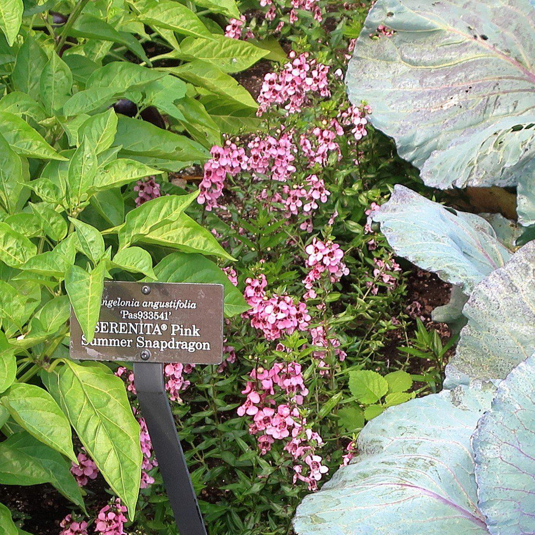 Angelonia angustifolia 'PAS933541' ~ Serenita® Pink Summer Snapdragon-ServeScape
