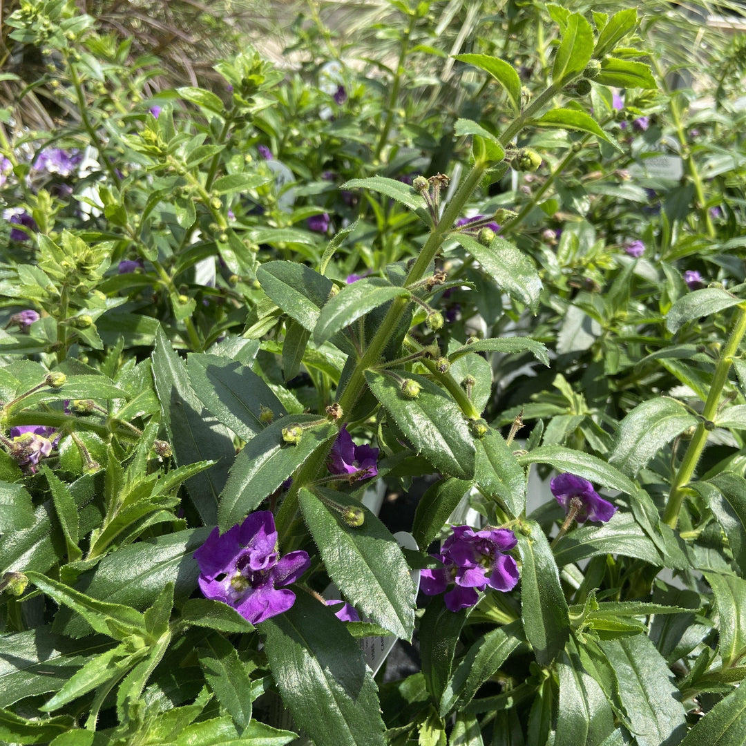Angelonia angustifolia ‘angelface blue’ ~summer snapdragon - Delivered By ServeScape
