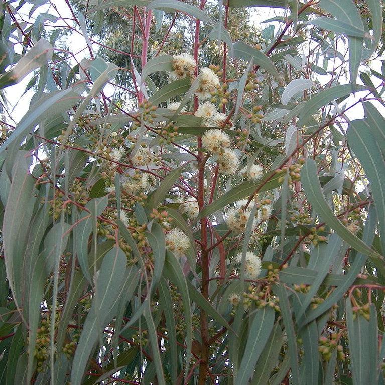 Eucalyptus nicholii 'Angus' ~ Angus Willow-leaf Peppermint Eucalyptus-ServeScape