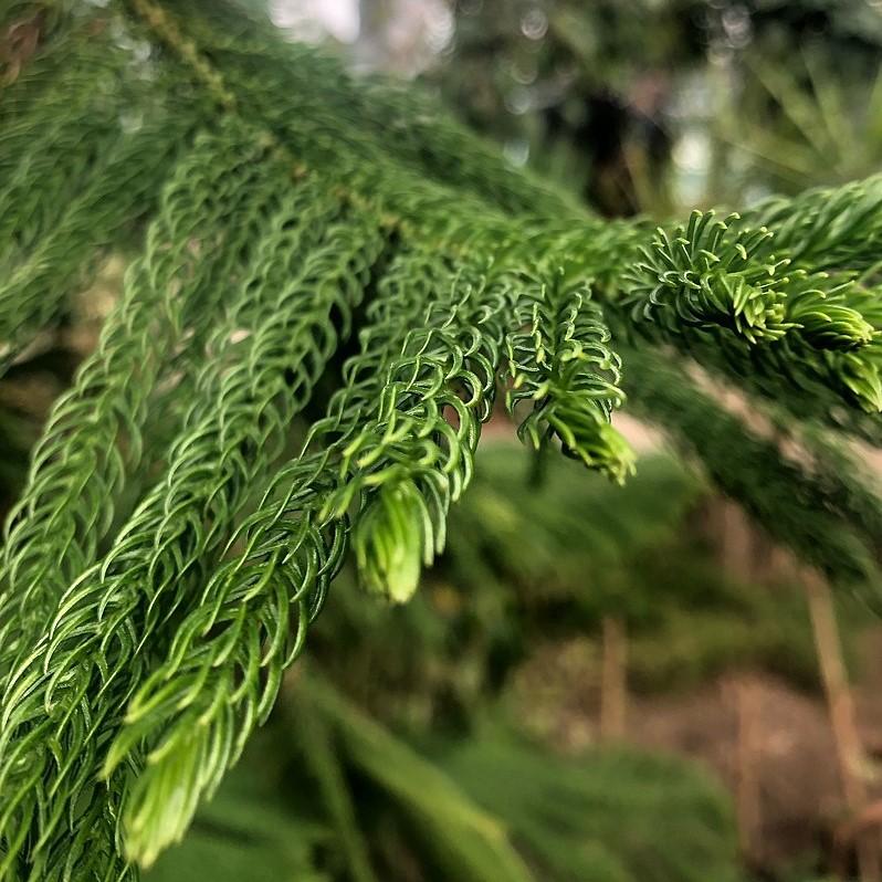 Araucaria heterophylla ~ Northfolk Island Pine-ServeScape