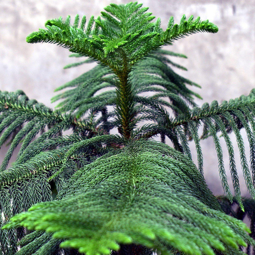 Araucaria heterophylla ~ Northfolk Island Pine-ServeScape