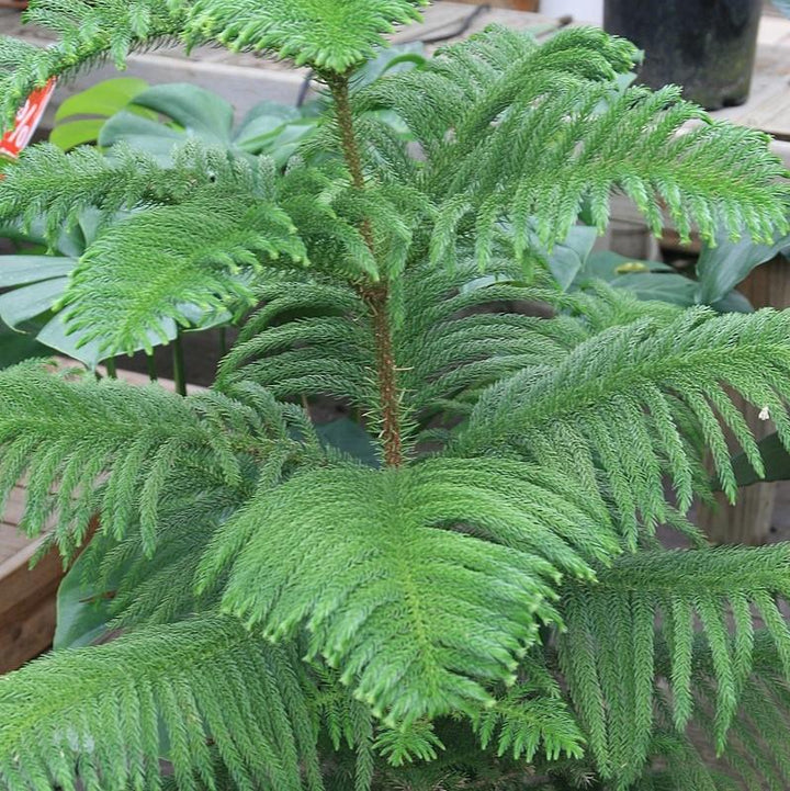 Araucaria heterophylla ~ Northfolk Island Pine-ServeScape