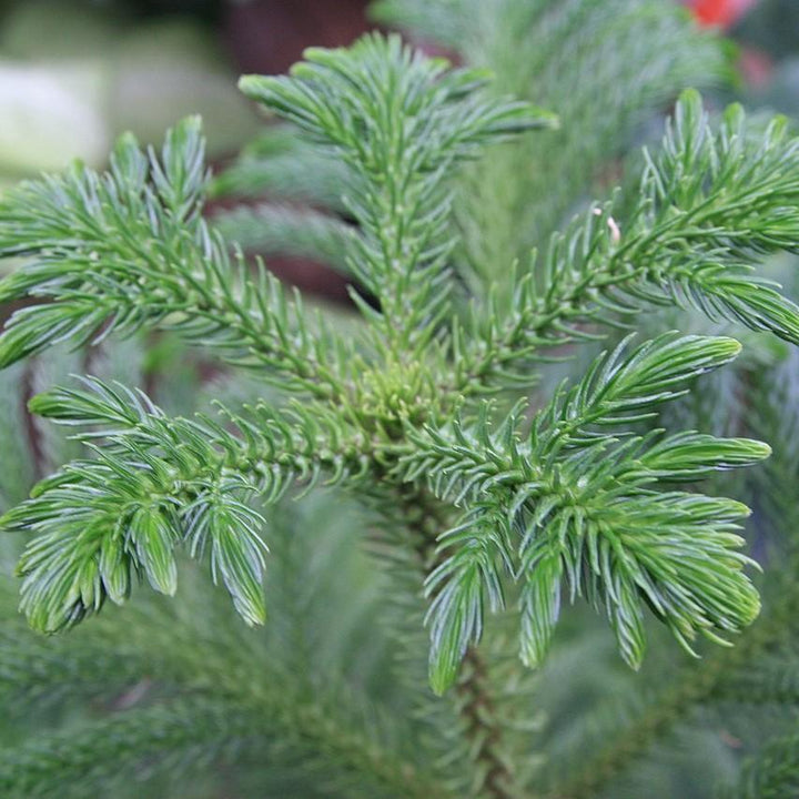 Araucaria heterophylla ~ Northfolk Island Pine-ServeScape