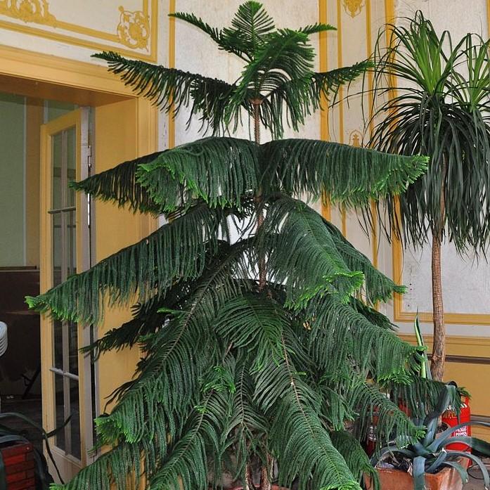 Araucaria heterophylla ~ Northfolk Island Pine-ServeScape
