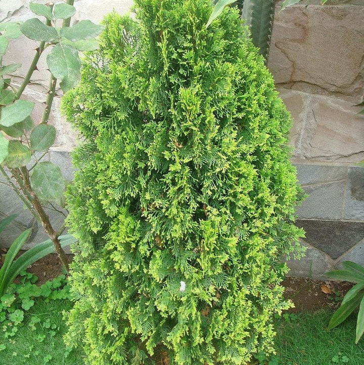 Thuja occidentalis 'RUTTHU5' ~ Tall Guy™ Arborvitae-ServeScape