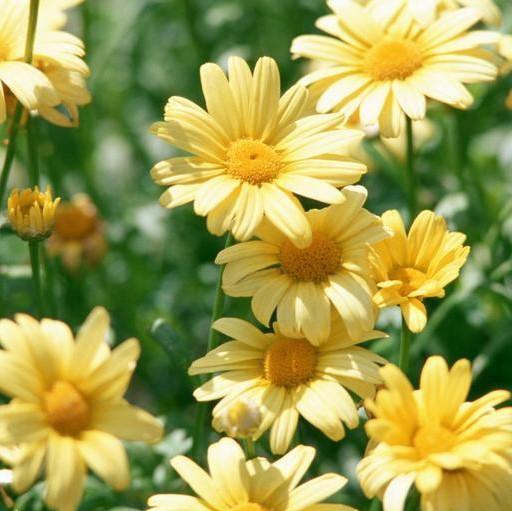 Argyranthemum Frutescens 'G15101' ~ Golden Butterfly® Marguerite Daisy-ServeScape