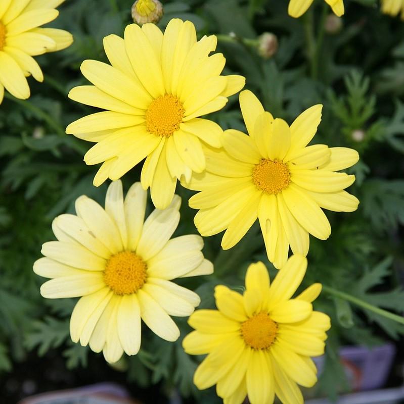 Argyranthemum Frutescens 'G15101' ~ Golden Butterfly® Marguerite Daisy-ServeScape