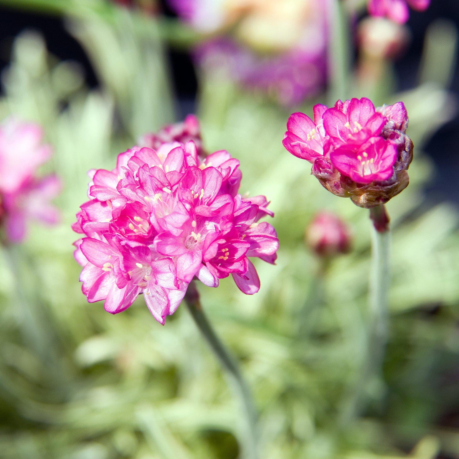 Armeria maritima 'Nifty Thrifty' ~ Nifty Thrifty Sea Thrift - Delivered By ServeScape
