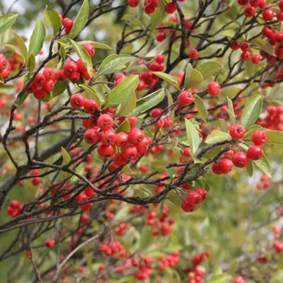 Aronia arbutifolia ~ Red Chokeberry-ServeScape