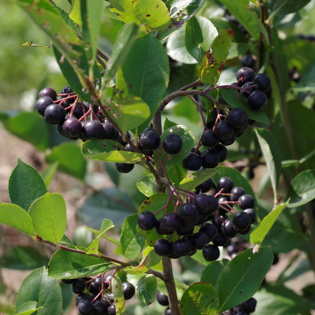 Aronia melanocarpa ~ Black Chokeberry-ServeScape