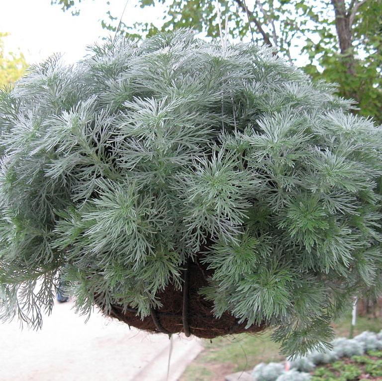 Artemisia schmidtiana 'Silver Mound' ~ Silver Mound Wormwood, Ghost Plant-ServeScape