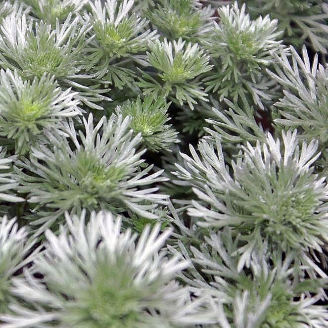 Artemisia schmidtiana 'Silver Mound' ~ Silver Mound Wormwood, Ghost Plant - Delivered By ServeScape