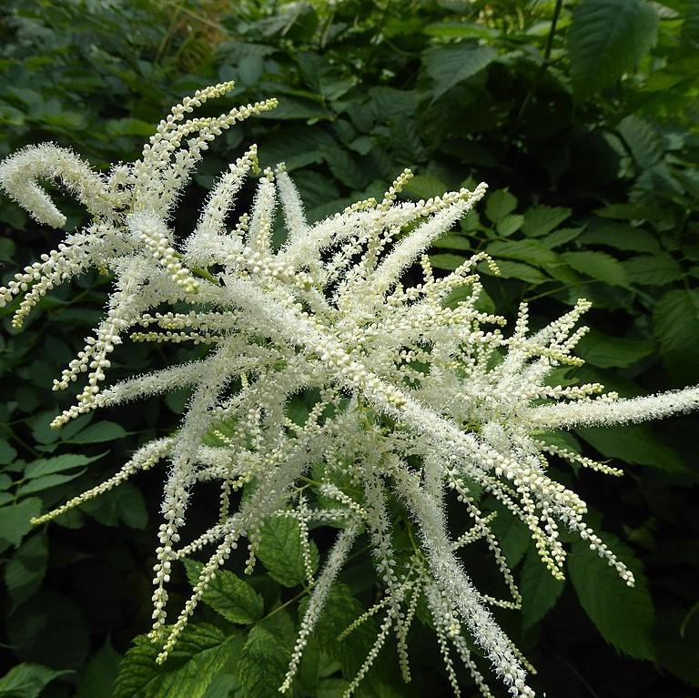 Aruncus dioicus ~ Goat's Beard-ServeScape