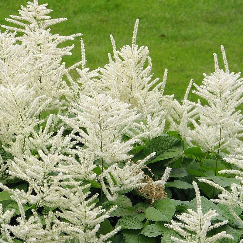 Aruncus dioicus ~ Goat's Beard-ServeScape