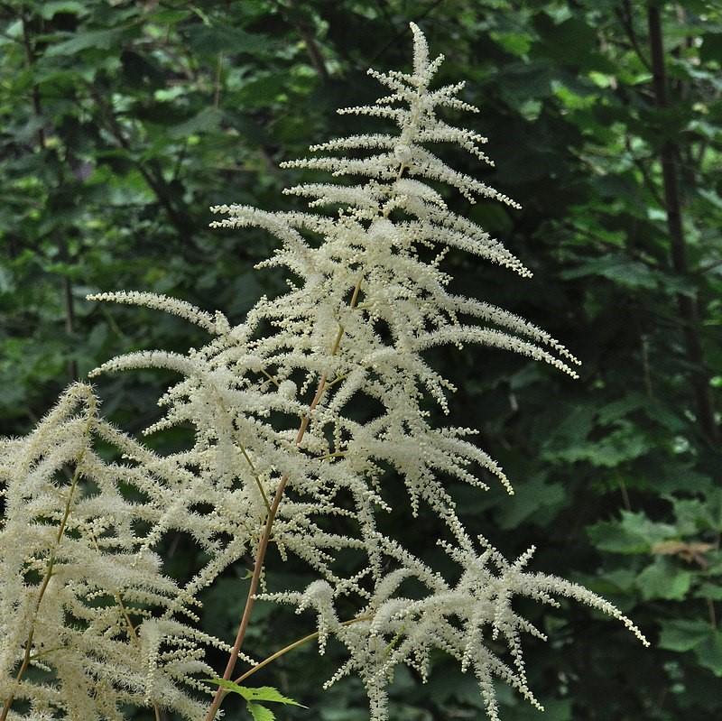 Aruncus dioicus ~ Goat's Beard-ServeScape