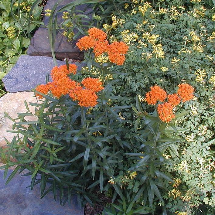 Asclepias tuberosa ~ Butterfly Weed-ServeScape