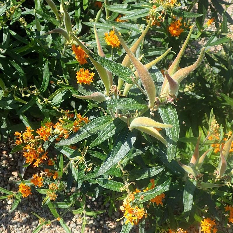 Asclepias tuberosa ~ Butterfly Weed-ServeScape