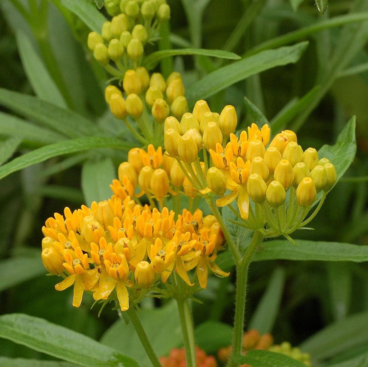 Asclepias tuberosa 'Hello Yellow' ~ Hello Yellow Butterfly Weed-ServeScape