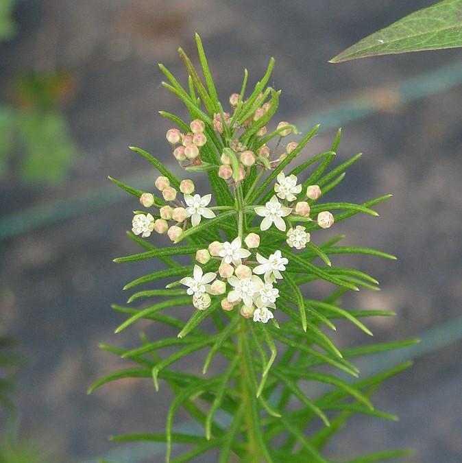 Asclepias verticillata ~ Whorled Milkweed-ServeScape