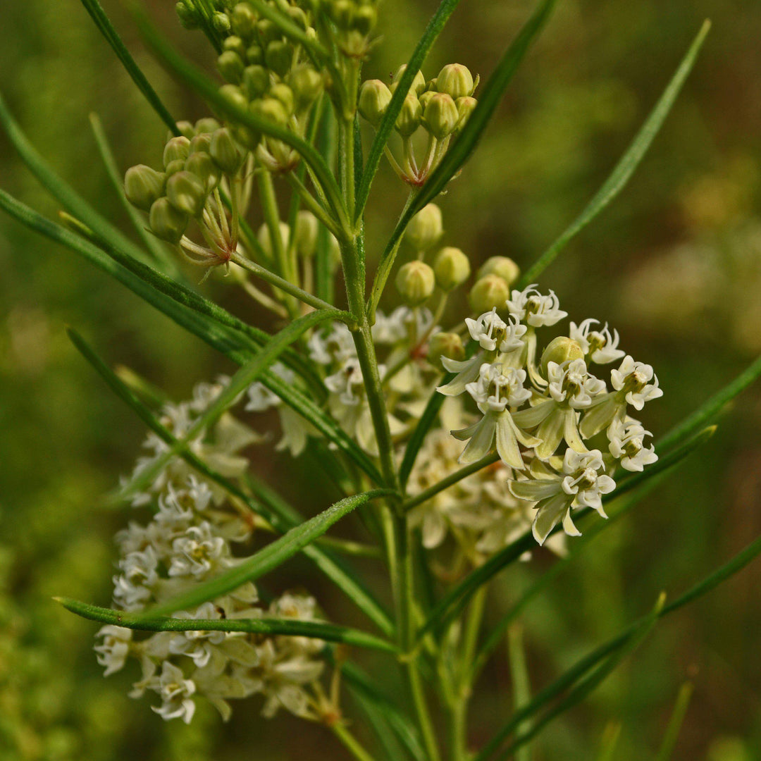 Asclepias verticillata ~ Whorled Milkweed-ServeScape
