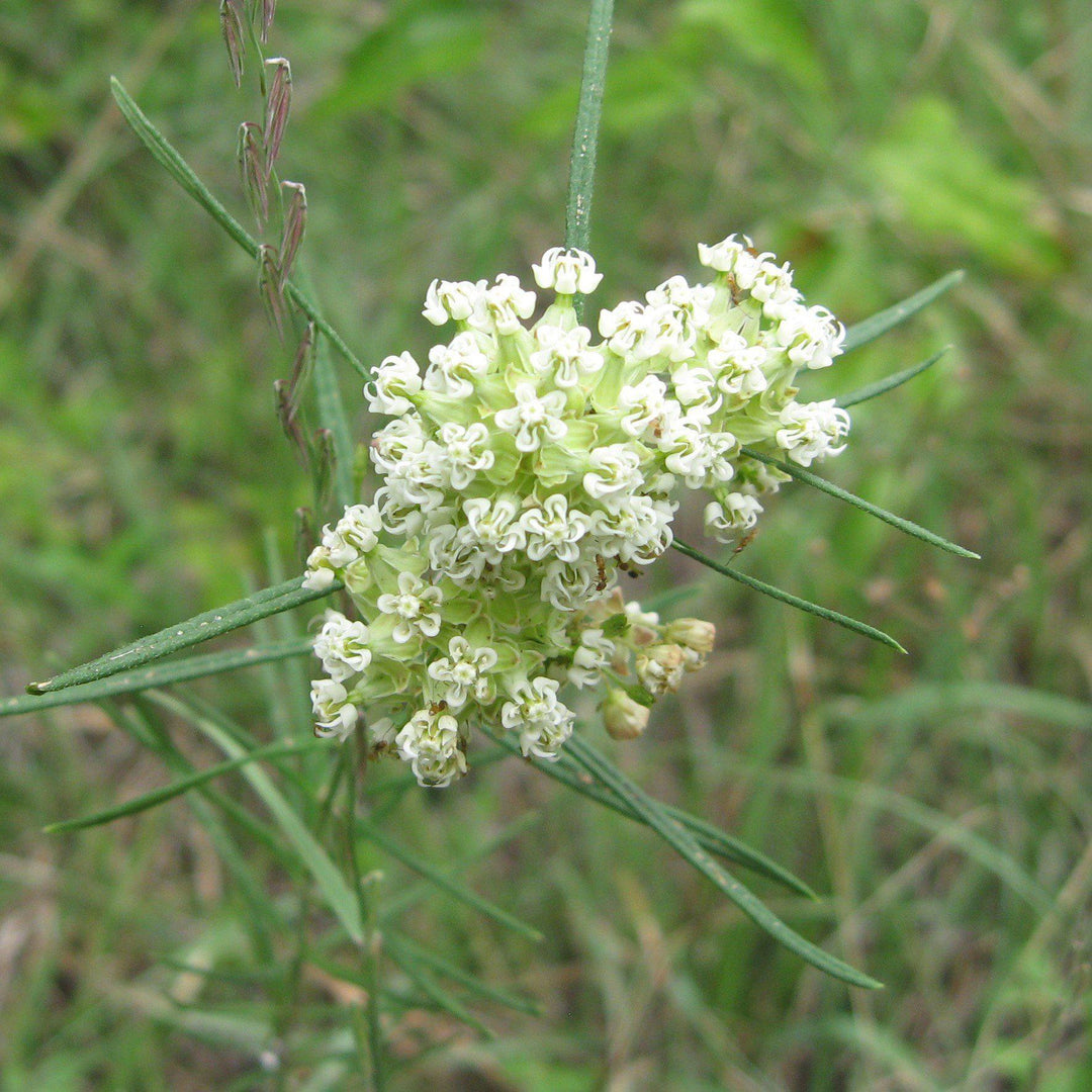 Asclepias verticillata ~ Whorled Milkweed - Delivered By ServeScape