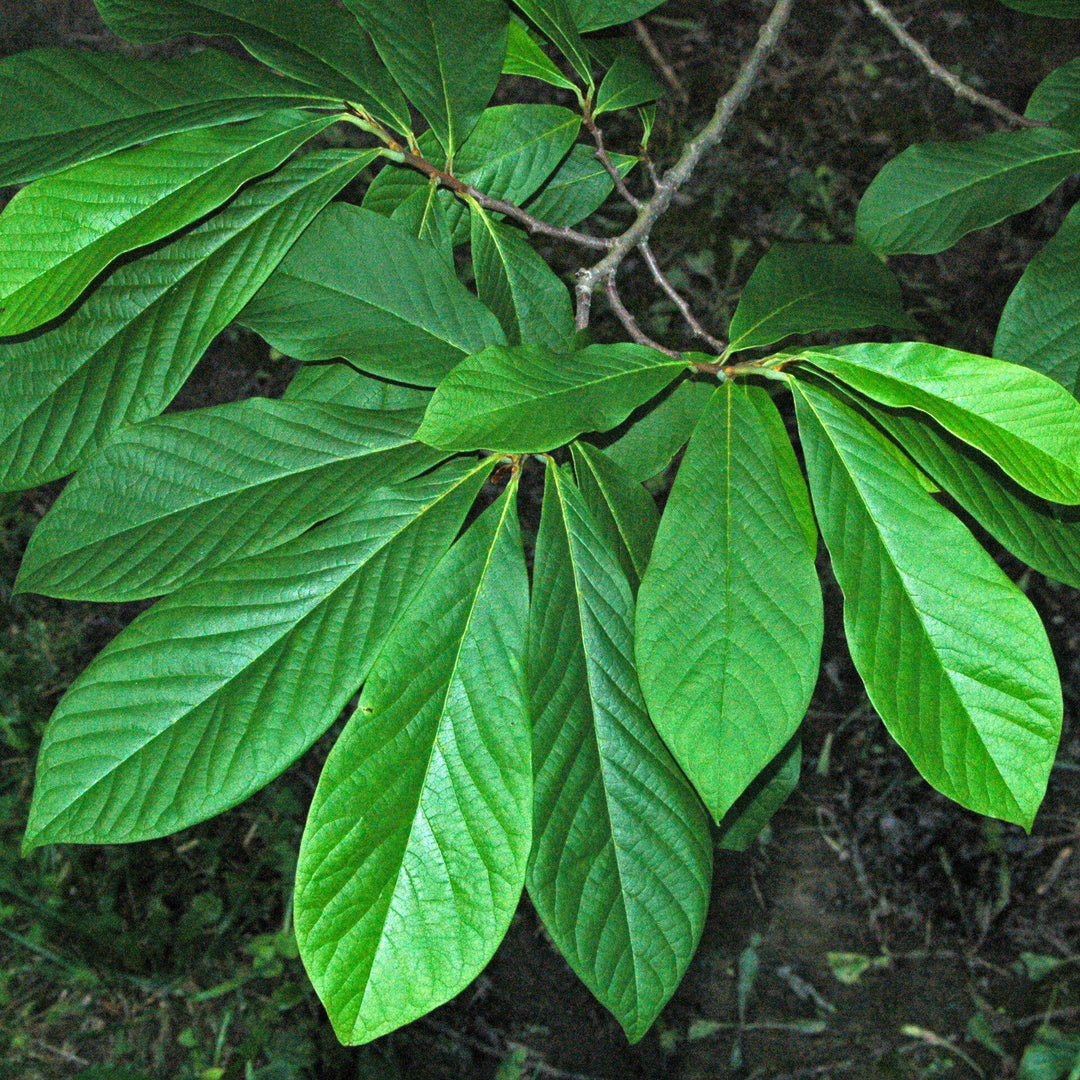 Asimina triloba ~ Common Pawpaw, Tall Pawpaw-ServeScape