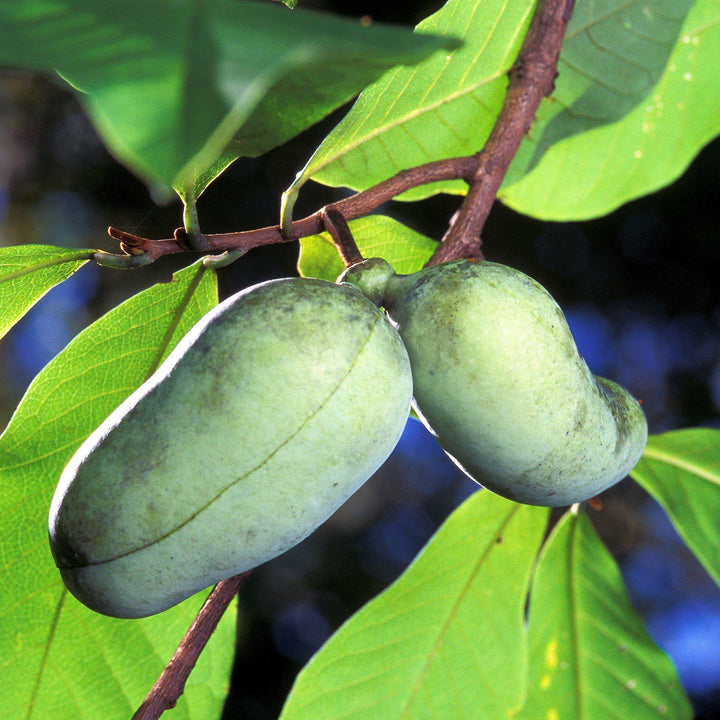 Asimina triloba ~ Common Pawpaw, Tall Pawpaw - Delivered By ServeScape