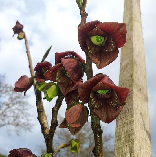 Asimina triloba ~ Common Pawpaw, Tall Pawpaw-ServeScape