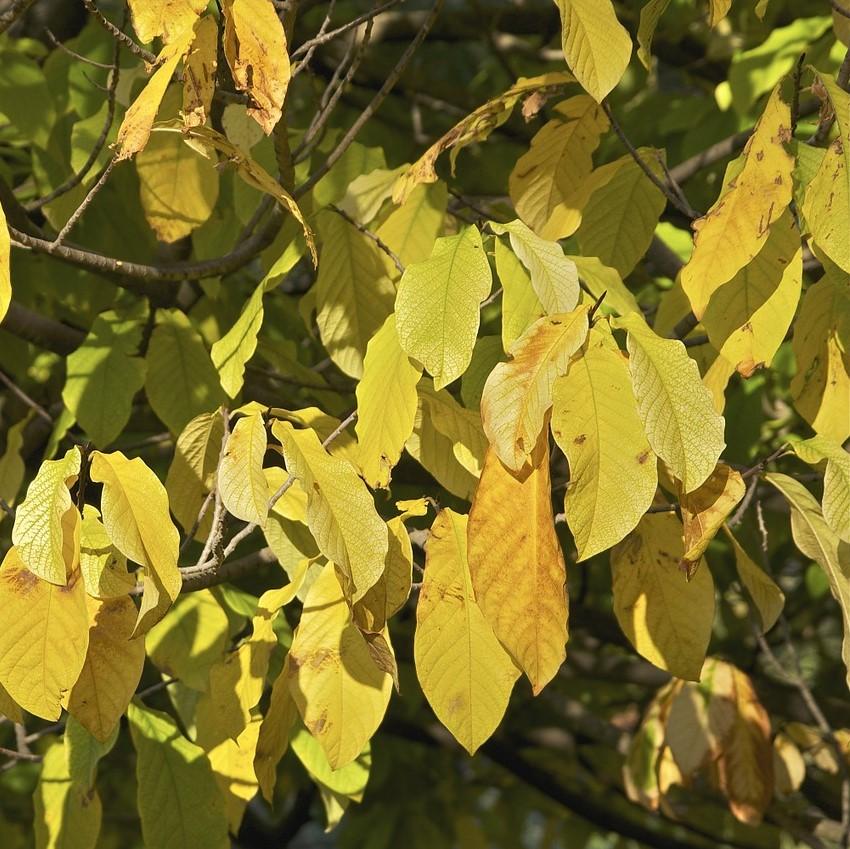 Asimina triloba ~ Common Pawpaw, Tall Pawpaw-ServeScape