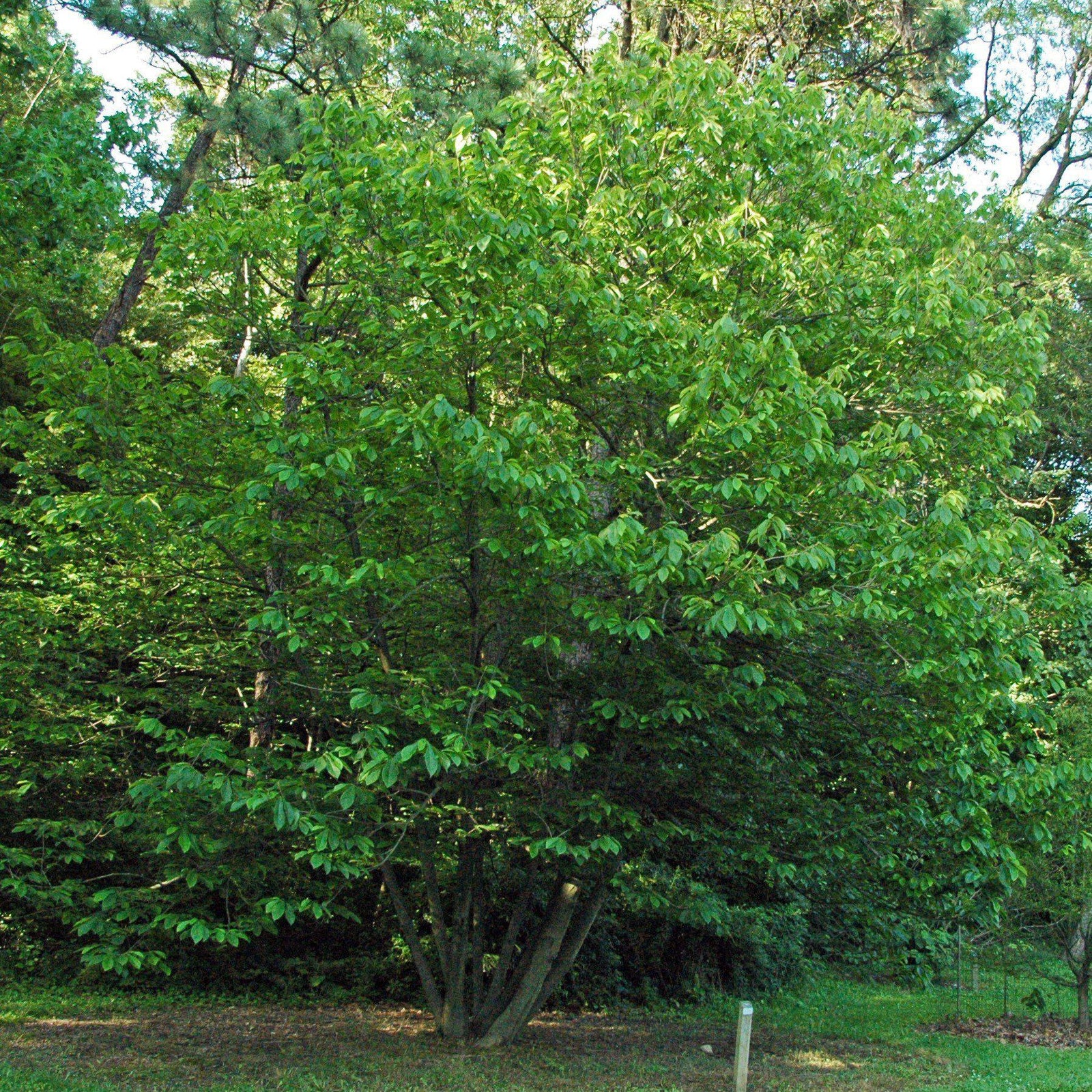 Asimina triloba ~ Common Pawpaw, Tall Pawpaw - Delivered By ServeScape