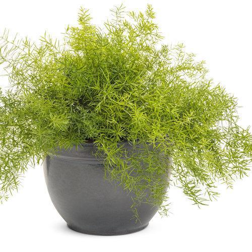 Asparagus densiflorous 'Sprengeri' ~<b>Sprenger's Asparagus Fern - Delivered By ServeScape