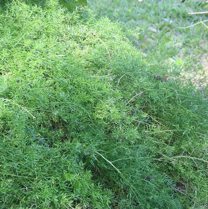 Asparagus densiflorus 'Sprengeri' ~ Sprenger's Asparagus Fern-ServeScape