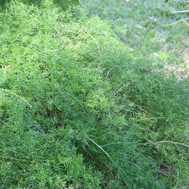 Asparagus Fern - Asparagus densiflorous 'sprengeri