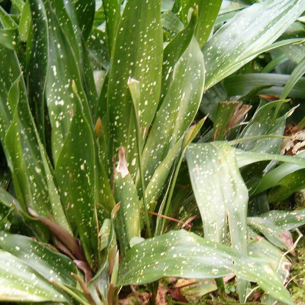 Aspidistra sichuanensis 'Spek-tacular' ~ Specktlar Cast Iron Plant-ServeScape
