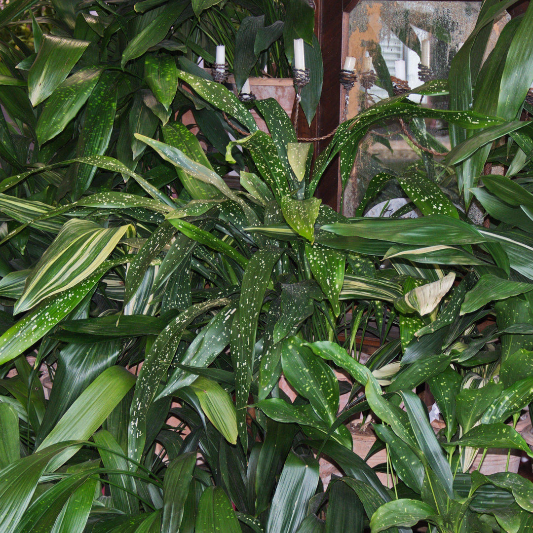 Aspidistra sichuanensis 'Spek-tacular' ~ Specktlar Cast Iron Plant-ServeScape