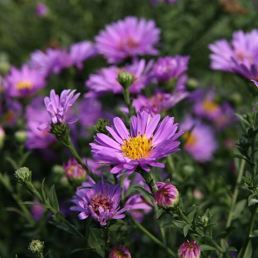 Aster 'Wood's Purple' ~ Woods Purple Aster - Delivered By ServeScape