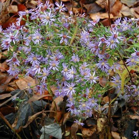 Aster cordifolius ~ Blue Wood Aster - Delivered By ServeScape